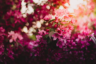 shallow focus photography of purple flower