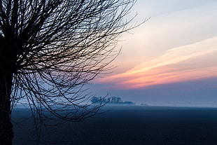 leafless tree by the body of water