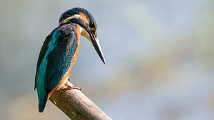 Kingfisher bird