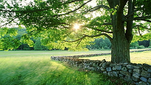 green leafed tree under gray skies