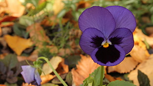 shallow focus photography of purple flower