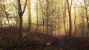 trees, landscape, nature, trees, mist