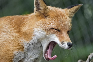 brown and white fox during daytime