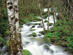 body of water near trees photo