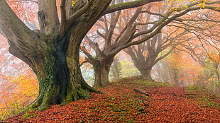 brown tree trunk, nature, trees, landscape