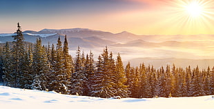 green leaf trees, sun rays, snow, snowy peak, mountains