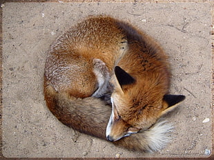 brown fox, animals, fox