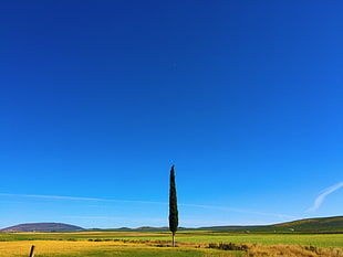 green tree, trees, nature, landscape, sky