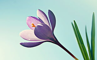 shallow focus photography of purple flower