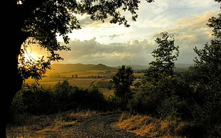 green leafed tree, landscape, nature, trees