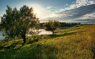 green trees, landscape, nature, trees, river