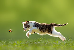 brown tabby kitten, animals, cat, baby animals, nature