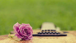 shallow focus photography of purple rose