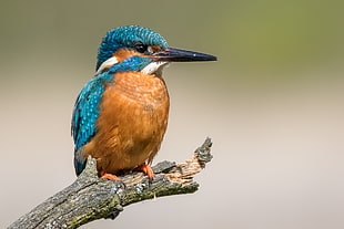 blue and brown bird on tree branch