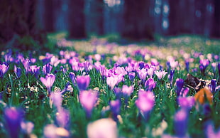 shallow focus photography of purple flowers