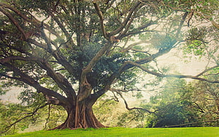 oak tree, nature, landscape, trees, ancient