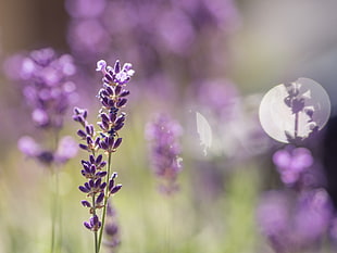 shallow focus photography of purple rose