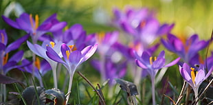 shallow focus photography of purple flowers