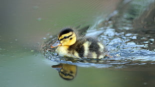 yellow and black duckling, nature, animals, birds, baby animals