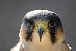 New Zealand Falcon