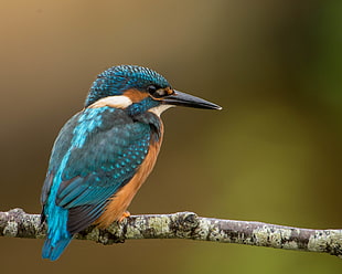 King Fisher bird, kingfisher