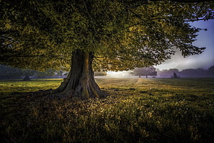 green leaf tree, nature, trees, landscape