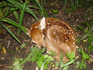 sleeping brown buck