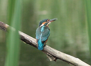 green and black humming bird photo shot, kingfisher, alcedo atthis