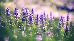 shallow focus photography of a purple flower