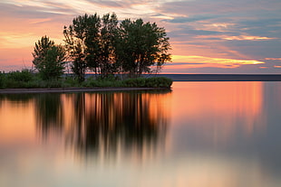 green trees beside large body of water