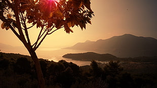 brown tree, photography, landscape, trees, nature