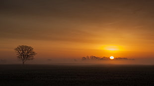 landscape photography of tree during golden hour, nature, landscape, sky, Sun