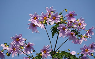 shallow focus photography of purple flower