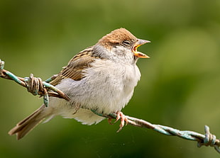 shallow focus photography of Sparrow brown sparrow