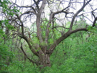 bare tree, landscape, trees, nature