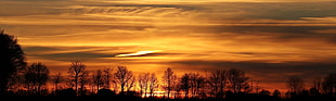 silhouette of trees during sunset