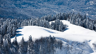 pine trees, landscape, nature, pine trees, trees