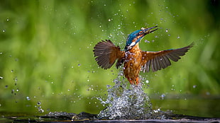 nature, animals, birds, kingfisher