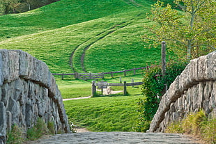 green leafed tree, nature, landscape, Hobbiton, New Zealand