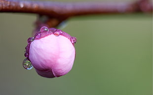 shallow focus of purple flower