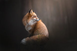 brown fox, fox, landscape, animals