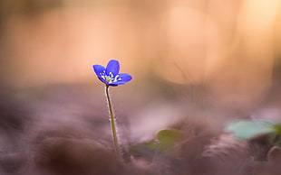 shallow focus on purple flower