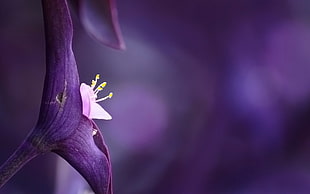 shallow focus photography of purple and white flower