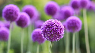 purple flowers in field