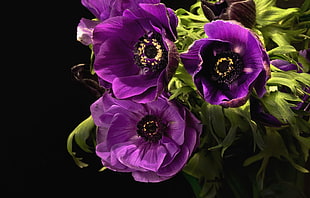 shallow focus of purple flowers