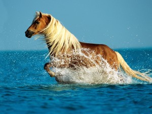 Palomino Horse HD Wallpaper