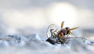 Bee Eating Image