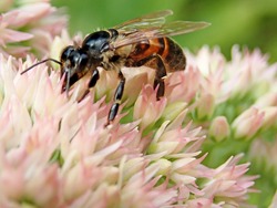 Bee Insect CloseUp Photo