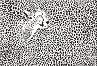 Cheetah Print Wallpaper 38