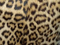 Cheetah Print Wallpaper 31